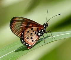 Acraea neobule