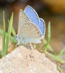 Polyommatus icadius