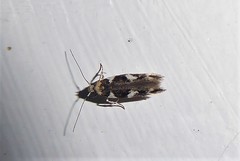 Pyroderces deamatella