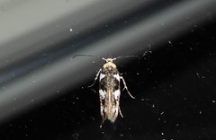 Pyroderces deamatella