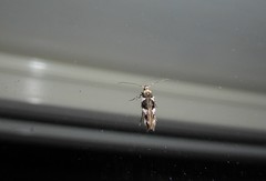 Pyroderces deamatella