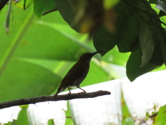 Arachnothera affinis
