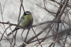 Parus major