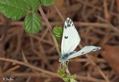 Pontia chloridice