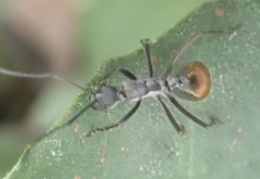 Polyrhachis laboriosa