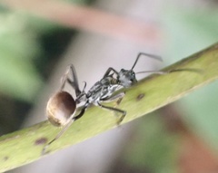 Polyrhachis laboriosa