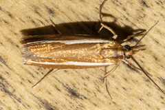 Orocrambus melitastes