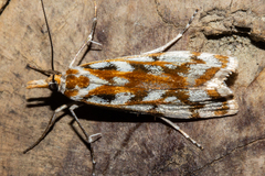 Orocrambus xanthogrammus