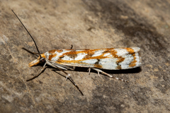Orocrambus xanthogrammus