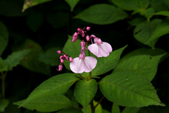 Impatiens maculata