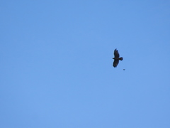 Pernis ptilorhynchus