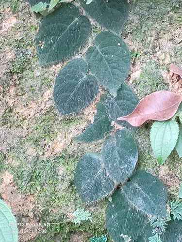 Image of Ficus villosa by (c) Ong Jyh Seng, some rights reserved (CC BY-SA)