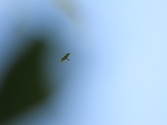 Falco moluccensis
