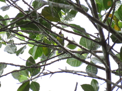 Anthreptes malacensis