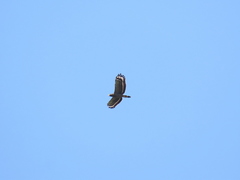 Spilornis cheela