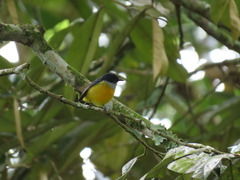 Dicaeum trigonostigma