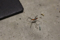 Zelus longipes