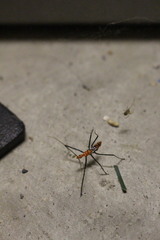 Zelus longipes