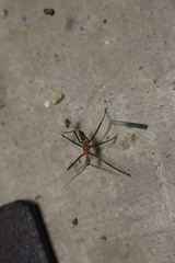 Zelus longipes