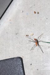 Zelus longipes