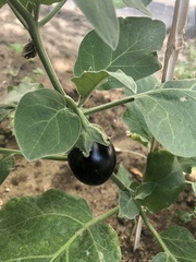Solanum melongena