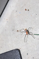 Zelus longipes