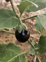 Solanum melongena