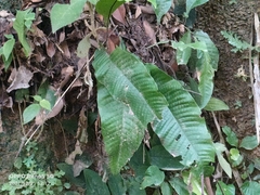 Tectaria singaporiana