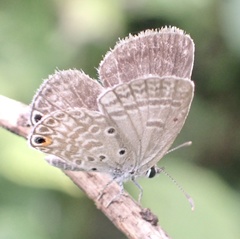 Euchrysops