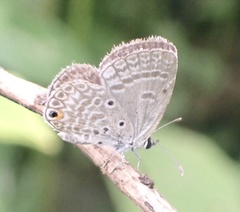 Euchrysops