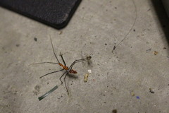 Zelus longipes