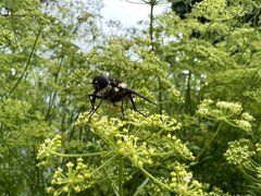 Scaptia adrel