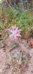Lachenalia salteri