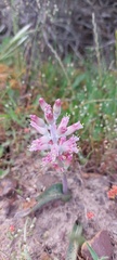 Lachenalia salteri