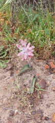 Lachenalia salteri