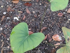 Homalomena rubescens