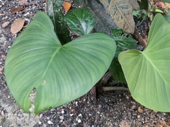 Homalomena rubescens