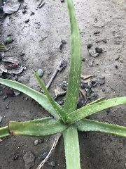 Aloe vera