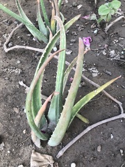 Aloe vera