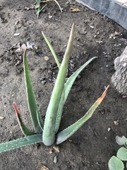 Aloe vera