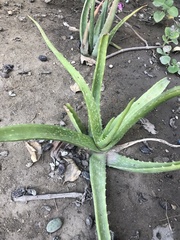 Aloe vera