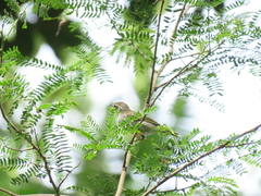 Pachycephala cinerea
