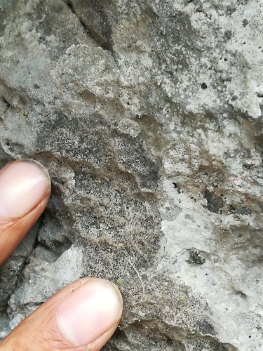 Verrucaria calkinsiana image