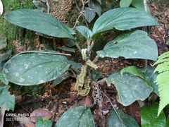 Pentaphragma ellipticum