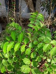 Zanthoxylum rhetsa