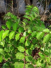 Zanthoxylum rhetsa