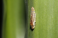 Paraulacizes thunbergi