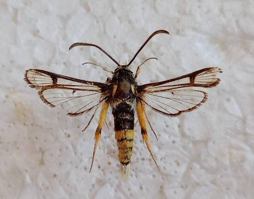 Chamaesphecia masariformis