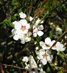 Harmogia densifolia