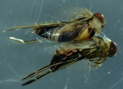 Paranisops inconstans